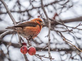 Red Crossbill male sitting on the tree branch and eats wild apple berries. Crossbill bird eats berries.