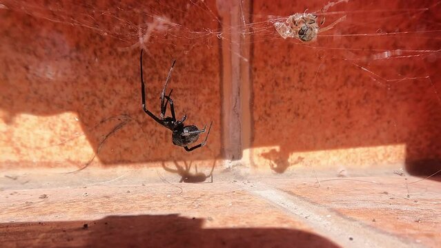 A black widow preparing her spider web to hunt her prey