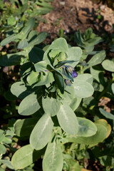 Cerinthe major_purpurascens