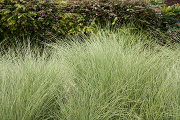 Miscanthus sinensis 