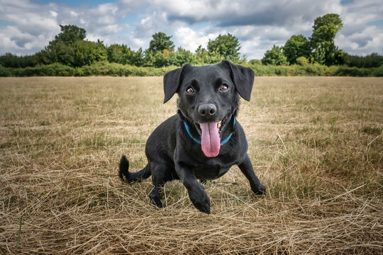 Black Patterdale Cross Border Terrier running directly at the camera close up