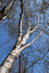Populus alba tree
