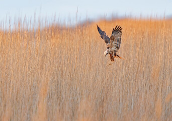 Marsh harrier about to land amongst reeds, during the first rays of sunrise.