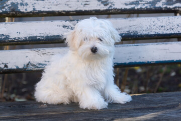 Little cute Maltese puppy outdoors in autumn.