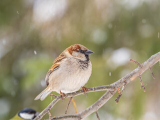 Sparrow sits on a branch without leaves.