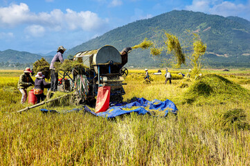 Farmers harvesting rice grains by machine in a rice field in Binh Thuan province, Vietnam.