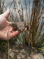 Nahaufnahme von einer Hand auf der eine Erdkröte sitzt.