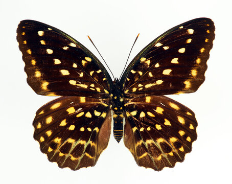 Gold Black Butterfly Stock Photos and Pictures - 13,341 Images