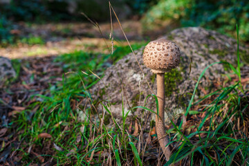 mushrooms in the grass