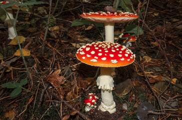 Drei Fliegenpilze (Amanita muscaria) unterschiedlicher Größe, mit leuchtend rotem Hut und weißen Flocken, stehen im Herbstwald zwischen Laub und Ästen.