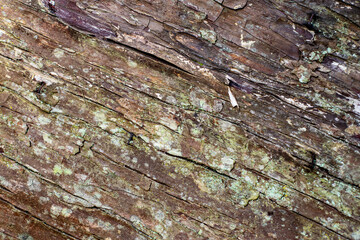bark of a tree