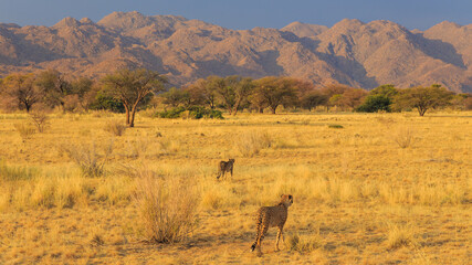 Naklejka na ściany i meble Cheetahs in the Namibian savannah, Solitaire, Namibia, South Africa.