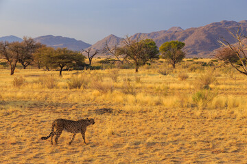 Naklejka na ściany i meble Cheetahs in the Namibian savannah, Solitaire, Namibia, South Africa.