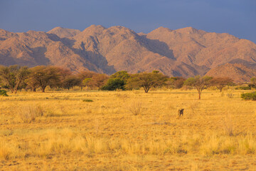 Cheetahs in the Namibian savannah, Solitaire, Namibia, South Africa.