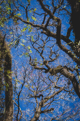 trees, leaves and trunks