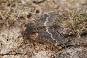 Closeup on the hairy December moth Poecilocampa populi