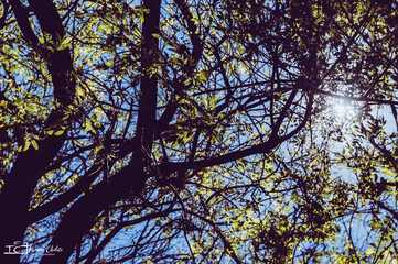 trees, leaves and trunks
