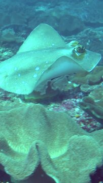 Vertical video of Blue-spotted stingray (Dasyatis kuhlii) swimming over reef