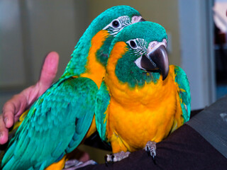 Young blue-throated macaw, and endangered and rare parrot species