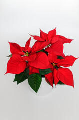 star of poinsettia, spurge, Euphorbia pulcherrima, red flower in a white pot on a white background