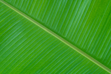 Closeup of banana leaf texture abstract background.