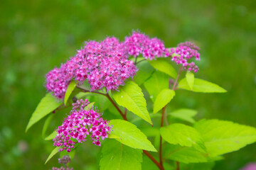 Spirea. A beautiful bush with pink flowers on a green background. Close-up. Selective focus. Copyspace