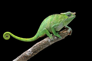female fischer chameleon isolated on black background, animals close-up