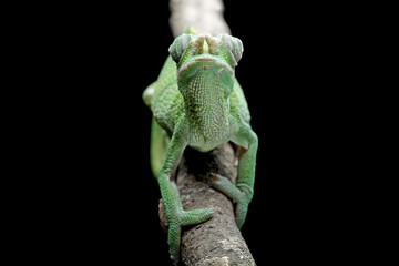 female fischer chameleon isolated on black background, animals close-up - obrazy, fototapety, plakaty