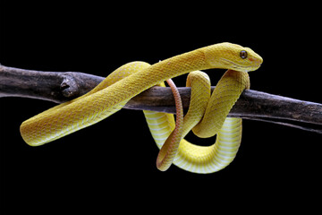 Yellow viper snake on branch, viper snake isolated on black background, animal closeup