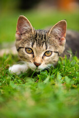 Naklejka na ściany i meble Young tabby cat lying in a summer meadow