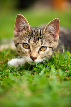 Young tabby cat lying in a summer meadow