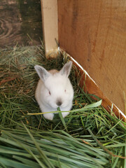 Mały królik kalifornijski w klatce - obrazy, fototapety, plakaty