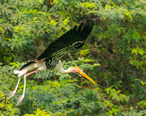 A Painted Stork with its wings open