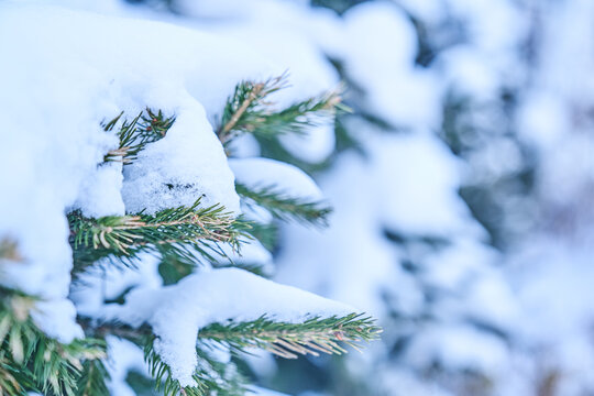 The branch of Christmas tree in close-up. Spruce in the snow in the park in winter. Copy space. High quality photo