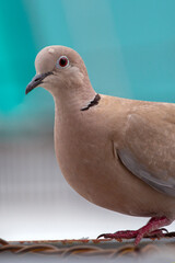 close up portrait of a young dove. selective focus. The Eurasian collared dove (Streptopelia decaocto) is a dove species native to Europe and Asia