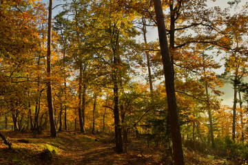 Spätherbst in den Wäldern der Vogesen
