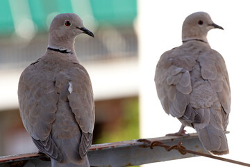 two young doves on a fence. selective focus. The Eurasian collared dove (Streptopelia decaocto) is a dove species native to Europe and Asia