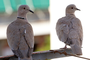 two young doves on a fence. selective focus. The Eurasian collared dove (Streptopelia decaocto) is...