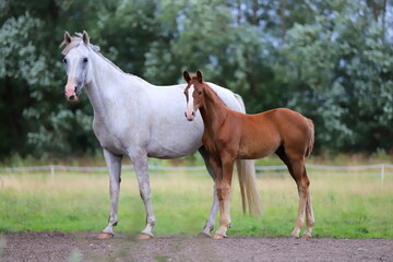 gray mare with chestnut foal against the background of trees