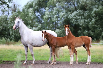 gray mare with two chestnut foals against the background of trees