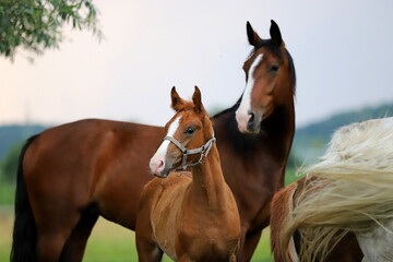 chestnut foal with bay mare on the background of bushes