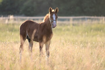 chestnut foal with blaze in the meadow in the light of the rising sun