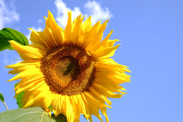 A beautiful sunflower on a sunny day in a field against the background of the natural sky.Natural landscape. The concept of agriculture.Copyspace
