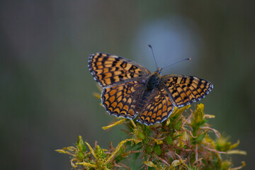 Papillon