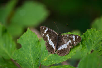 Papillon