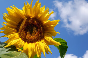 A beautiful sunflower with bees on a sunny day in a field on a natural sky background.Natural landscape. Copyspace