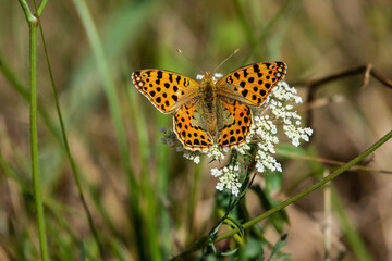 Papillon