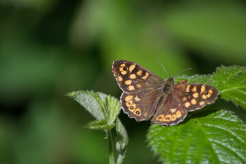Papillon