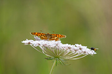 Papillon