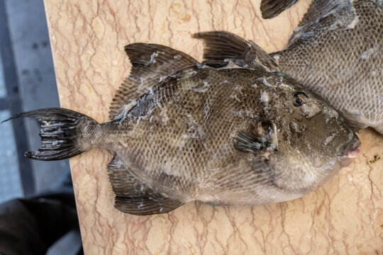 Trigger fish at covered market, Funchal, Madeira